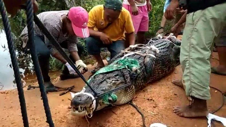 Buaya Sepanjang 4 Meter Tertangkap di Kolam Hebohkan Warga Bintan