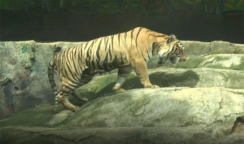 Sebelum Ditangkap, 2 Harimau yang Lepas di Semarang Zoo Serang Petugas