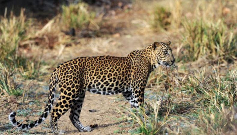  Bersenjata Pisau, Pria Ini Duel dengan Macan Tutul