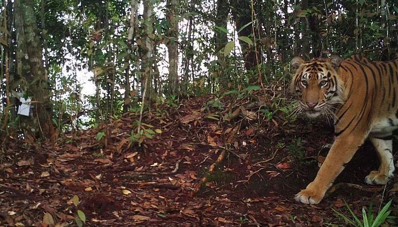 4 Harimau Sumatera di Merangin Berkeliaran di Kebun Warga