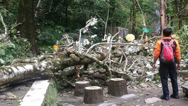 Pohon Tumbang Timpa 4 Wisatawan di Kaliurang Sleman, 1 Orang Tewas