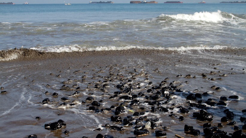 Pantai Cipatuguran Sukabumi Dipenuhi Tumpahan Batu Bara - Bagian 2