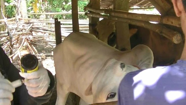 12 Orang di Gunungkidul Suspect Antraks, Ratusan Warga Diberi Antibiotik