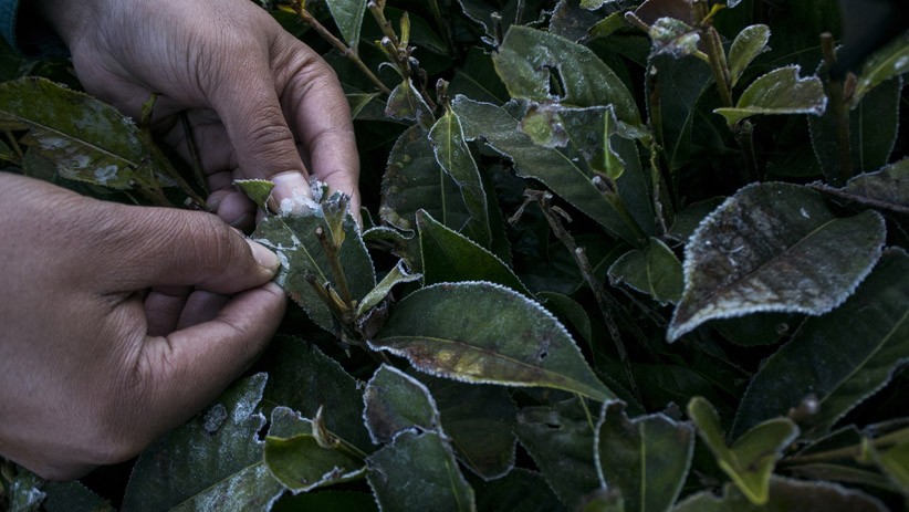 Tak Hanya Dieng, Fenomena Embun Es Juga Terjadi di Bandung - Bagian 2