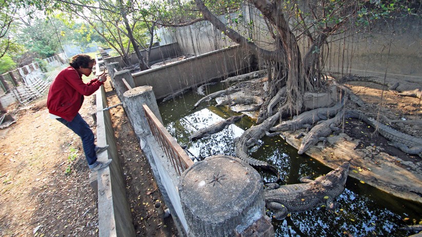 Tidak Terawat, Lokasi Wisata Taman Buaya Tanjung Pasir Terancam Tutup - Bagian 1