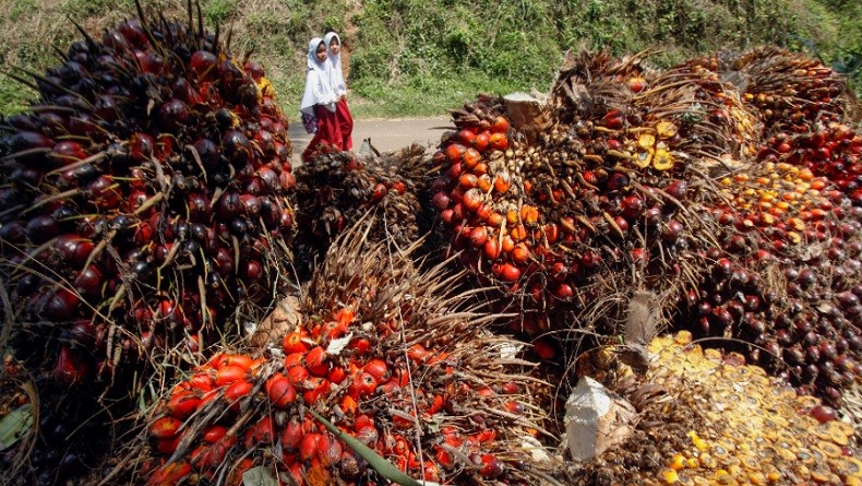Harga Sawit di Sumsel Capai Rp1.824 Per Kilogram