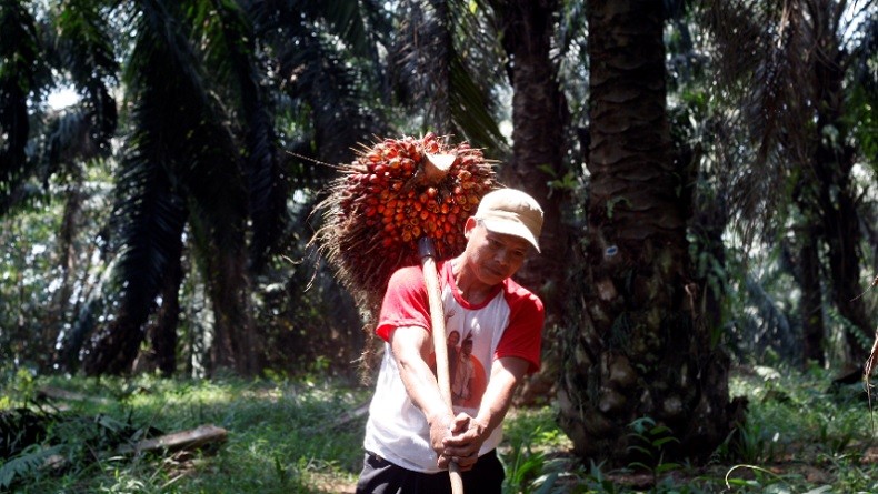 Harga Kelapa Sawit di Mesuji Naik Jadi Rp2.075 Per Kg