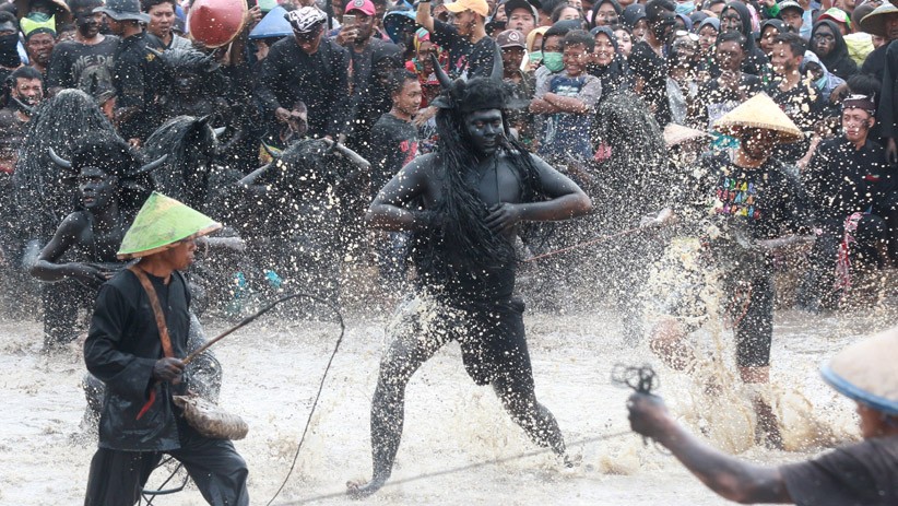 Serunya Kebo-keboan Alasmalang, Tradisi Ratusan Tahun Warga Banyuwangi - Bagian 1
