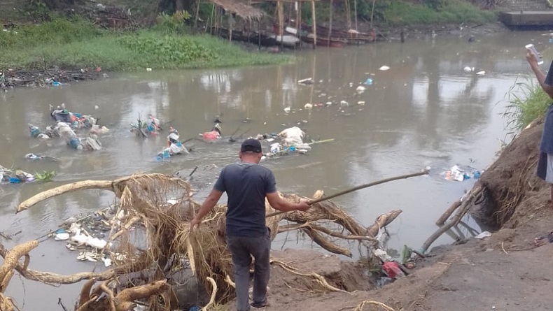 Jumlah Babi Mati di Sumut akibat Hog Cholera Sebanyak 5.800 Ekor