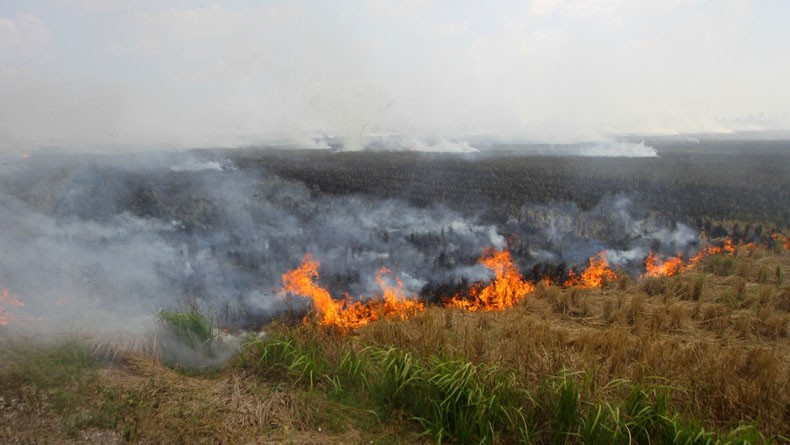 Tertangkap Tangan Bakar Hutan, 6 Petani di Sumsel Ditangkap Polisi