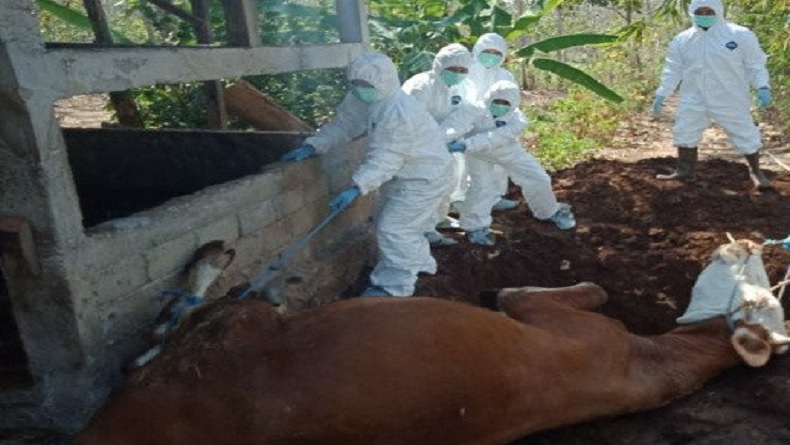 Gunungkidul Ditetapkan Status KLB Antraks, Warga Jateng-Jatim Diminta Waspada