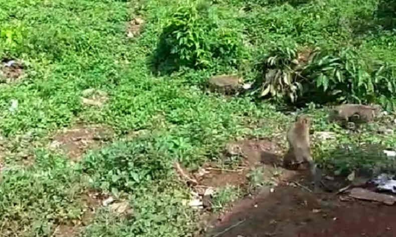 Kawanan Monyet dari Gunung Ciremai Serbu Rumah dan Pertanian Warga Kuningan