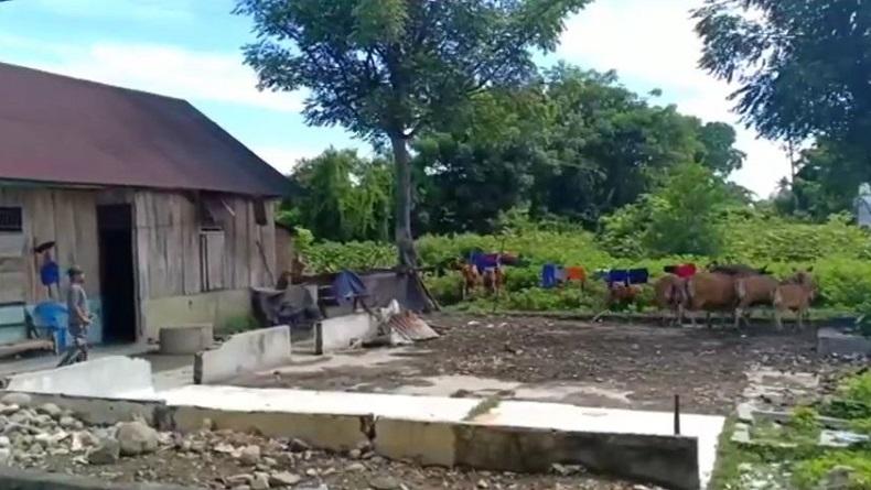 Bikin Resah, Gerombolan Sapi Liar Masuk Permukiman Warga di Palopo dan Buang Kotoran Sembarangan