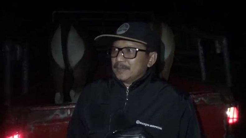 Gerombolan Sapi Liar di Palopo Resahkan Warga, Dinas: Pemilik Ternak Akan Kena Sanksi Pidana