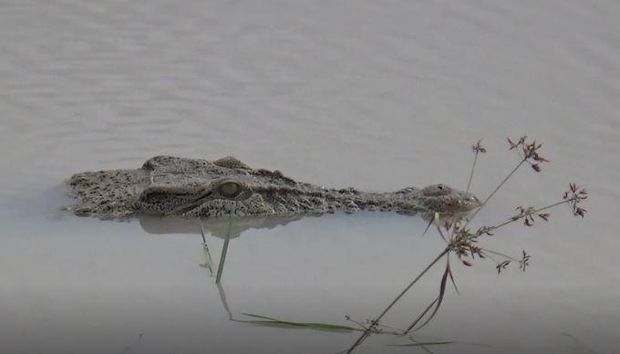 Buaya Raksasa Muncul di Bukit Layang Bangka