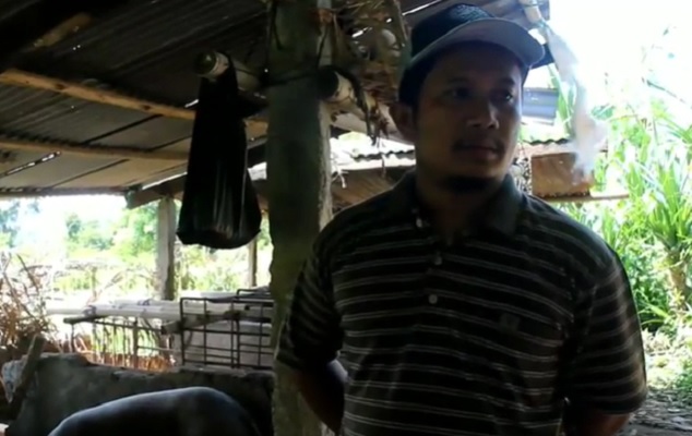 Puluhan Babi di Karangasem Bali Mati, Peternak Mengaku Rugi