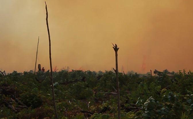 30 Hektare Lahan Gambut di Aceh Jaya Terbakar, Polisi Periksa 4 Orang