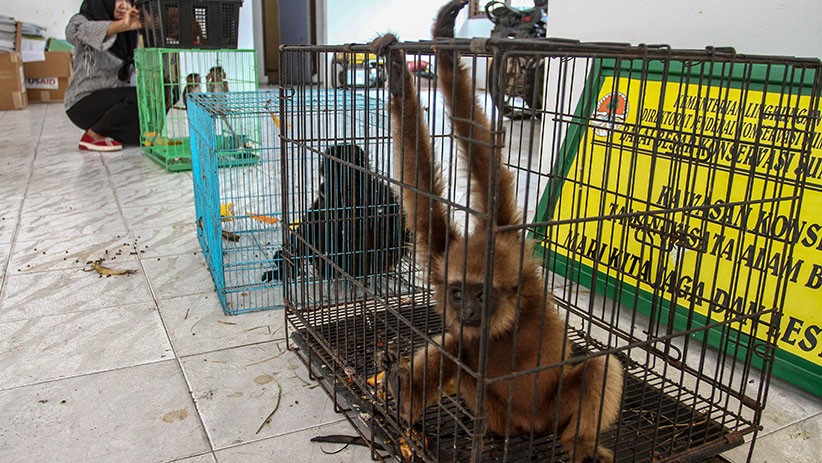 7 Hewan Dilindungi Diamankan BKSDA Riau, Ada Owa Jawa dan Lutung - Bagian 2