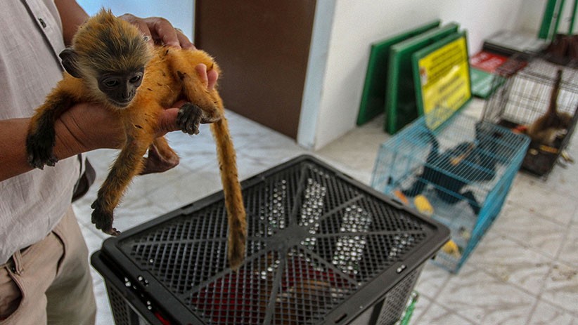 7 Hewan Dilindungi Diamankan BKSDA Riau, Ada Owa Jawa dan Lutung - Bagian 3