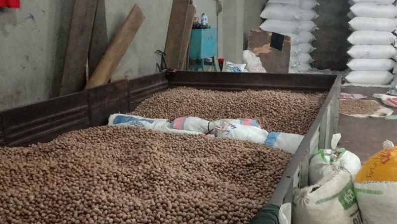 Mendekati Pergantian Tahun, Harga Biji Pala Bundar di Ambon Melonjak Tajam