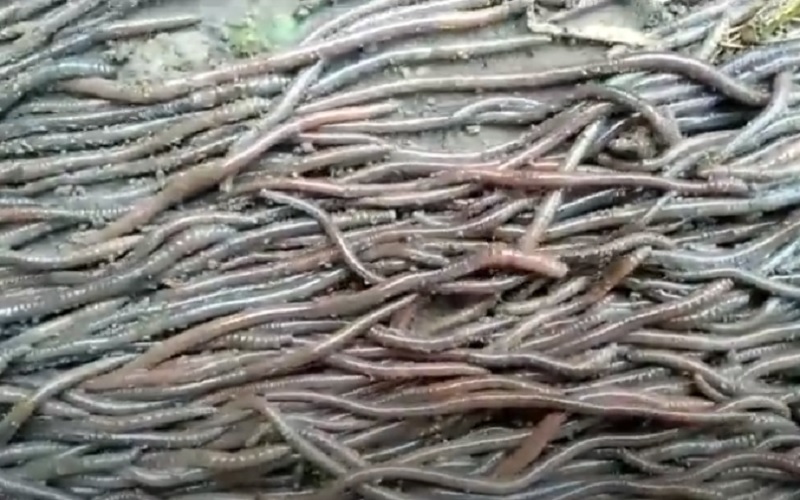 Geger Ribuan Cacing Muncul di Halaman Rumah Warga di Klaten