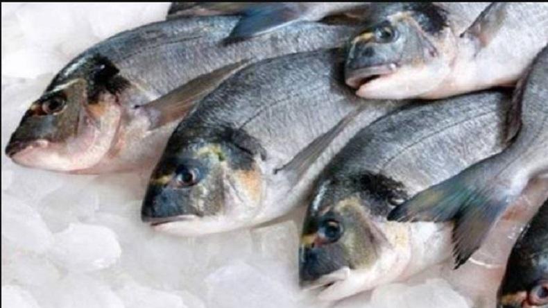 Keren Lho, Mahasiswa UGM Ini Kembangkan Fitur Pendeteksi Kesegaran Ikan