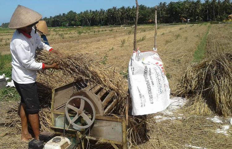 106,2 Hektare Sawah di Kulonprogo Diserang Hama, Dinas Pertanian: Dipengaruhi Cuaca 