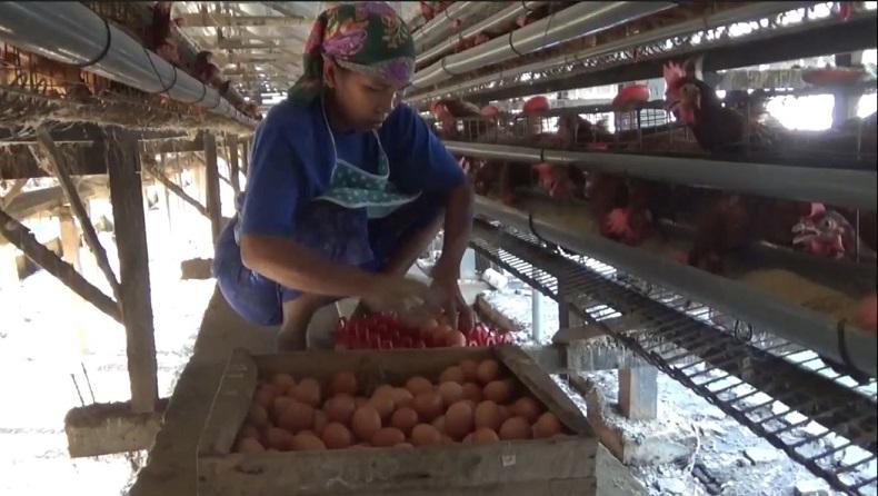 Harga Telur Anjlok, Peternak Ayam di Jombang Menjerit Rugi