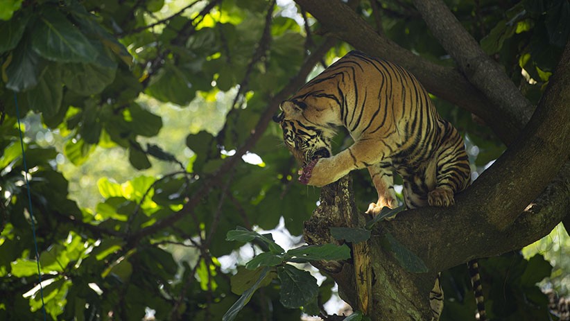 Aksi 2 Harimau Sumatera saat Siaran Langsung dari Taman Margasatwa Ragunan - Bagian 3