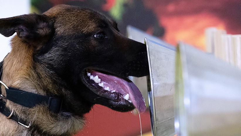 Prancis Latih Anjing Pelacak untuk Mendeteksi Virus Corona - Bagian 3