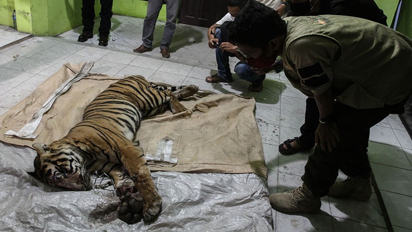 Harimau Sumatera Mati Terkena Jeratan Pemburu - Bagian 2