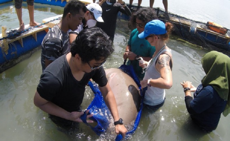 BKSDA Kalbar Lepasliarkan Dugong Tersangkut Jaring Nelayan di Perairan Kendawangan