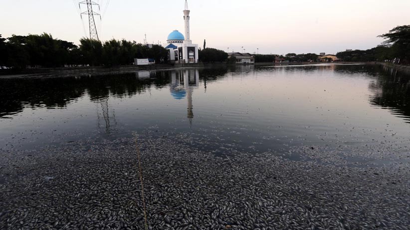 Ribuan Ikan di Waduk Sier Surabaya Mati Mendadak - Bagian 4