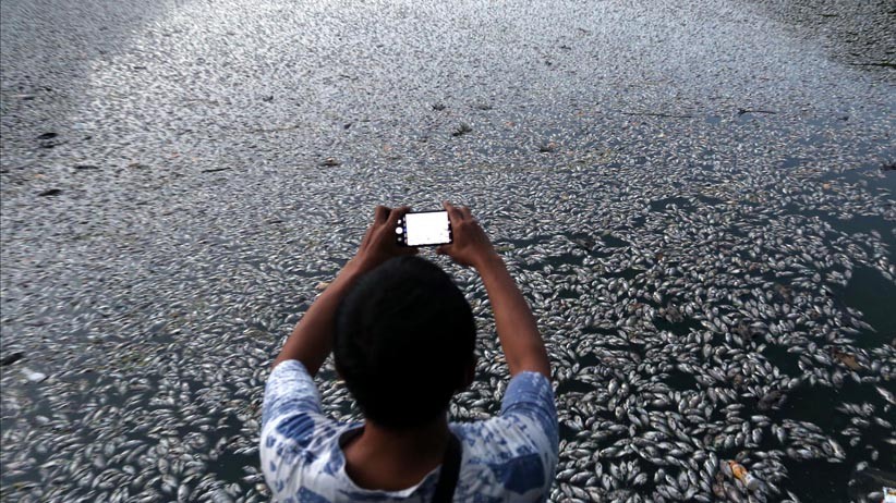 Ribuan Ikan di Waduk Sier Surabaya Mati Mendadak - Bagian 1