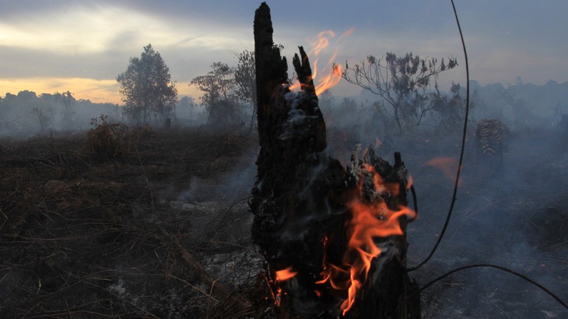 Kebakaran Lahan Gambut di Aceh Barat Meluas - Bagian 2