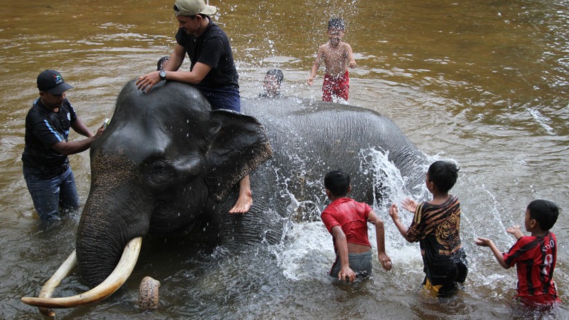 Serunya Memandikan Gajah Jinak di Kawasan Konservasi Aceh - Bagian 1