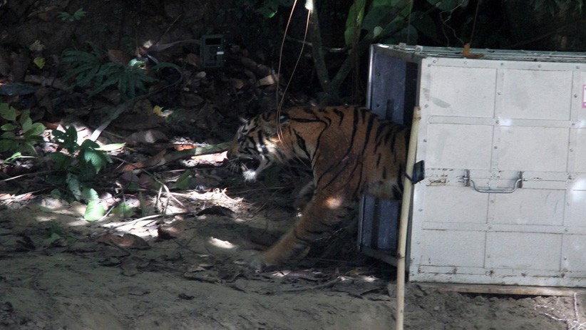 Momen Harimau Sumatera Dilepas ke Taman Nasional Gunung Leuser - Bagian 1