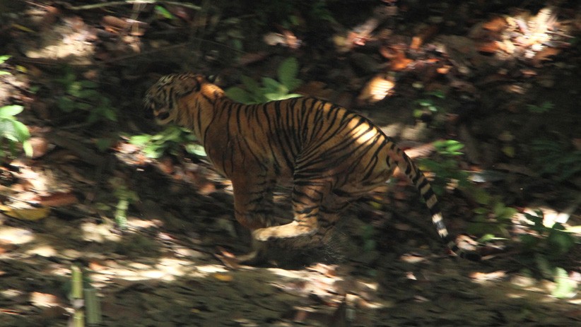 Harimau Sumatera Terlihat di Kawasan Gunung Sibayak Karo
