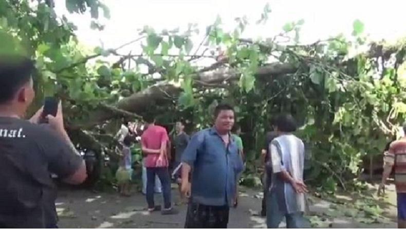 Pohon Jati Tumbang Timpa Rumah Warga dan Pengendara Becak Motor di Deliserdang