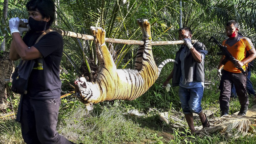 Tragis, Harimau Sumatera Ditemukan Mati akibat Racun di Perkebunan Aceh Selatan - Bagian 1