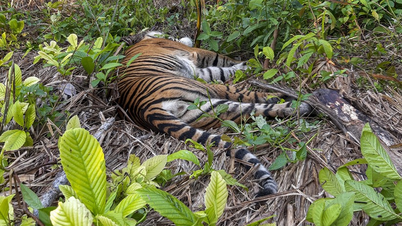 Tragis, Harimau Sumatera Ditemukan Mati akibat Racun di Perkebunan Aceh Selatan - Bagian 3