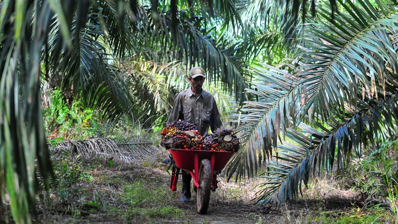 Permintaan Produk Sawit Dunia Mulai Naik - Bagian 1