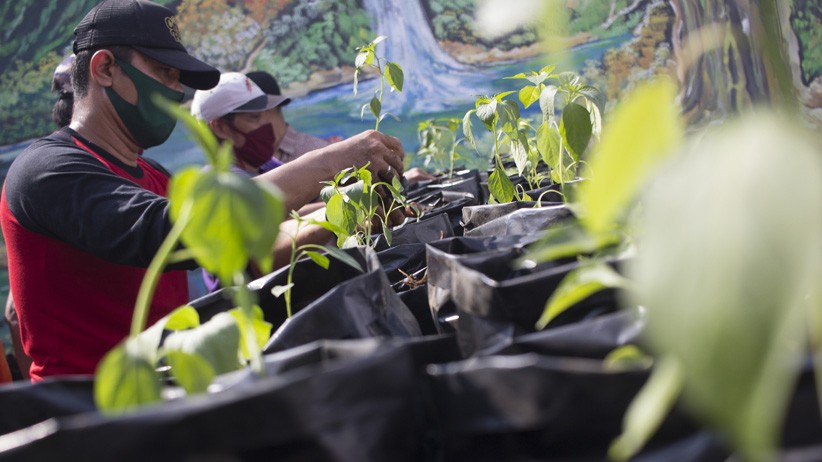 Jaga Ketahanan Pangan, Warga Surabaya Luncurkan Kampung Sayur - Bagian 3
