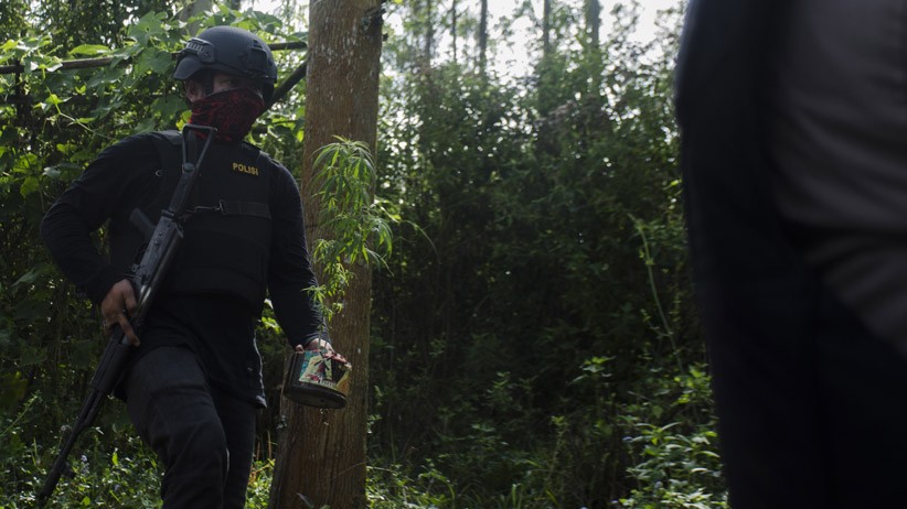 Polres Cimahi Temukan 1 Hektare Ladang Ganja di Bandung, Sekali Panen 40 Kg - Bagian 2