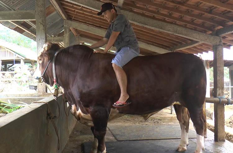 Berat 1 Ton, Begini Penampakan Sapi Kurban Pesanan Jokowi dari Bantul