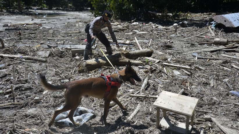 Anjing Pelacak Dikerahkan untuk Cari Korban Hilang Banjir Bandang Luwu Utara - Bagian 1