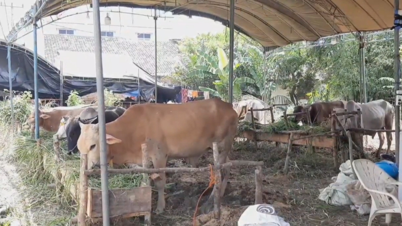 Penjualan Turun hingga 60 Persen, Penjual Hewan Kurban di OKU Mengeluh