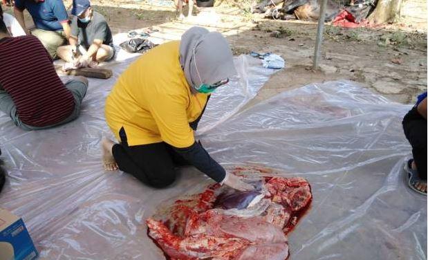 Diskanak Purwakarta Temukan Penyakit Cacing Hati pada Hewan Kurban