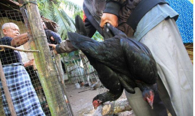 Ratusan Ayam Milik Warga Aceh Barat Mati Mendadak