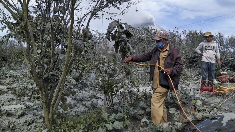 Pascaerupsi Gunung Sinabung, Lahan Pertanian Tertutup Debu Vulkanik - Bagian 3